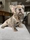 French Bulldog Puppies for sale in Frankfurt, Hessen. price: 6,000 EUR