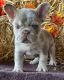 French Bulldog Puppies for sale in California Coastal Trl, San Francisco, CA 94129, USA. price: $1,100