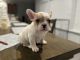 French Bulldog Puppies for sale in Fresno, California. price: $1,500
