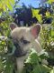 French Bulldog Puppies for sale in San Diego Country Estates, California. price: $2,000