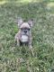French Bulldog Puppies for sale in Jacksonville, Florida. price: $400
