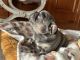 French Bulldog Puppies for sale in St. Augustine, Florida. price: $3,500