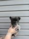 French Bulldog Puppies for sale in Clearfield, Utah. price: NA