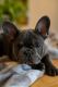 French Bulldog Puppies for sale in Wittmann, Arizona. price: $3,000