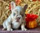 French Bulldog Puppies for sale in California Coastal Trl, San Francisco, CA 94129, USA. price: $1,300