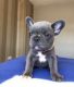 French Bulldog Puppies for sale in Richmond, Virginia. price: $550