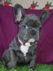French Bulldog Puppies for sale in San Diego, California. price: NA