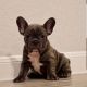 French Bulldog Puppies for sale in Irvine, California. price: NA
