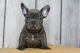 French Bulldog Puppies for sale in Irvine, California. price: NA