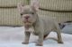 French Bulldog Puppies for sale in Irvine, California. price: $2,000