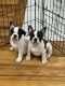 French Bulldog Puppies for sale in Queens, New York. price: $2,800
