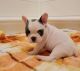 French Bulldog Puppies for sale in Sacramento, California. price: $550