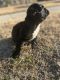 French Bulldog Puppies for sale in Ada, Michigan. price: $5,000