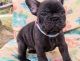 French Bulldog Puppies for sale in Minneapolis, Minnesota. price: $950