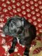 French Bulldog Puppies for sale in Lakeland, Florida. price: $1,500