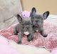 French Bulldog Puppies for sale in Juneau, Alaska. price: $750