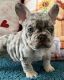 French Bulldog Puppies for sale in Indianapolis, Indiana. price: $500