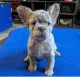 French Bulldog Puppies for sale in Milwaukee, Wisconsin. price: $500