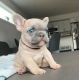 French Bulldog Puppies for sale in Oklahoma City, Oklahoma. price: $500