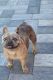 French Bulldog Puppies for sale in Sarasota, Florida. price: $800