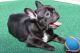 French Bulldog Puppies for sale in Allen, TX, USA. price: $2,500