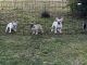 French Bulldog Puppies for sale in King George, Virginia. price: $2,000