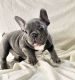 French Bulldog Puppies for sale in Indianapolis, Indiana. price: $596