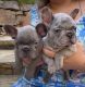 French Bulldog Puppies for sale in Babson Park, Florida. price: NA