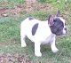 French Bulldog Puppies for sale in Newark, Delaware. price: $3,500