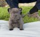 French Bulldog Puppies for sale in Oklahoma City, Oklahoma. price: NA