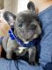 French Bulldog Puppies for sale in Philadelphia, Pennsylvania. price: $500