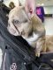 French Bulldog Puppies for sale in Loxahatchee, Florida. price: $2,500
