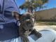 French Bulldog Puppies for sale in Palmdale, California. price: $1,300
