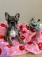 French Bulldog Puppies for sale in San Antonio, Texas. price: $2,000