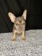 French Bulldog Puppies for sale in Moncks Corner, South Carolina. price: $3,000