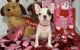 French Bulldog Puppies for sale in Dallas, Texas. price: $1,800
