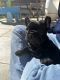 French Bulldog Puppies for sale in Palmdale, California. price: $1,900