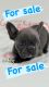 French Bulldog Puppies for sale in Manhattan, New York. price: NA