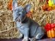 French Bulldog Puppies for sale in California Coastal Trl, San Francisco, CA 94129, USA. price: $1,200