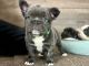 French Bulldog Puppies for sale in Providence, Rhode Island. price: NA