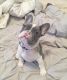 French Bulldog Puppies for sale in Providence, Rhode Island. price: NA