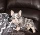 French Bulldog Puppies for sale in Navarre, Ohio. price: $15,000
