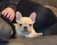 French Bulldog Puppies for sale in Lansing, Michigan. price: $2,650