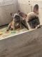 French Bulldog Puppies for sale in Philadelphia, Pennsylvania. price: $4,000