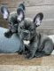 French Bulldog Puppies for sale in Los Angeles, California. price: NA