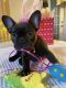French Bulldog Puppies for sale in Rainbow City, Alabama. price: $1,500