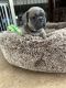 French Bulldog Puppies for sale in Denver, CO, USA. price: $1,900
