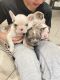 French Bulldog Puppies for sale in Torrington, CT 06790, USA. price: $2,500