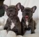 French Bulldog Puppies for sale in Brooklyn, New York. price: NA