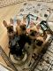 French Bulldog Puppies for sale in Milwaukee, WI, USA. price: $1,500